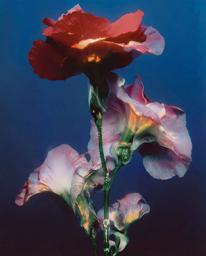 Botanical_No._3_1200x1200.jpg?