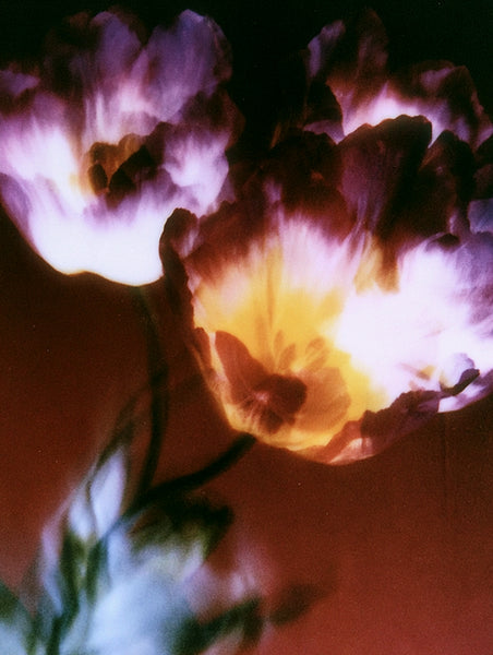 Floral photography print — Botanical No. 10 by Neave Bozorgi