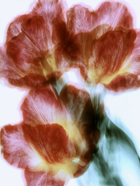 Floral photography print — Botanical No. 15 by Neave Bozorgi