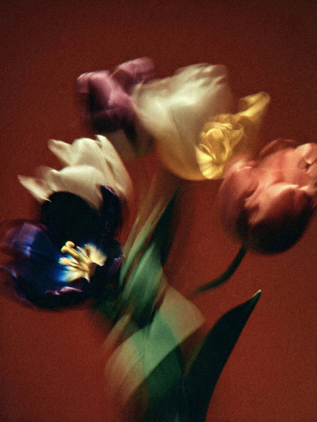 Botanical No. 6 by Neave Bozorgi, archival pigment print, edition of 5, fine art botanical photography