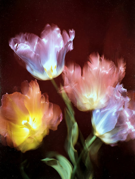 Botanical No. 9 by Neave Bozorgi, archival pigment print, edition of 5, fine art botanical photography