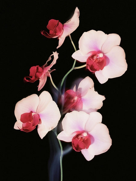 Botanical No. 25 by Neave Bozorgi, archival pigment print, edition of 5, fine art botanical photography